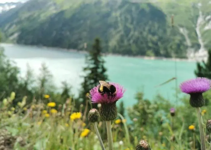 Appartement Haus Dora 3 Ahorn *